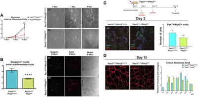 Pitx2 Differentially Regulates the Distinct Phases of Myogenic Program and Delineates Satellite Cell Lineages During Muscle Development